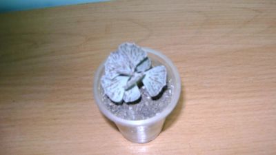 Лот: 9882542. Фото: 1. Kalachoe rhombopilosa (Каланхое... Горшечные растения и комнатные цветы