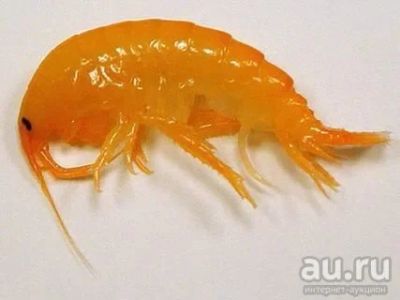 Лот: 7895964. Фото: 1. Гаммарус (мотыль, циклоп, дафния... Корма