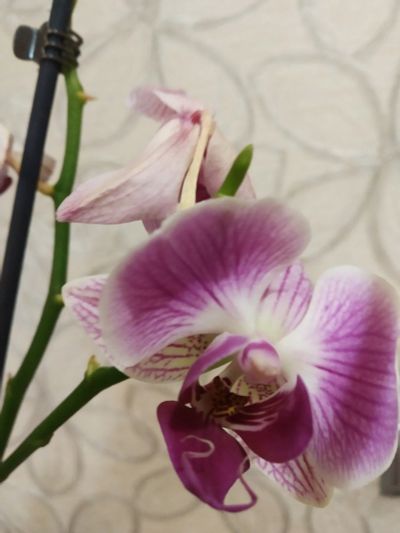Лот: 16489129. Фото: 1. Орхидея Фаленопсис, отцвела. Горшечные растения и комнатные цветы