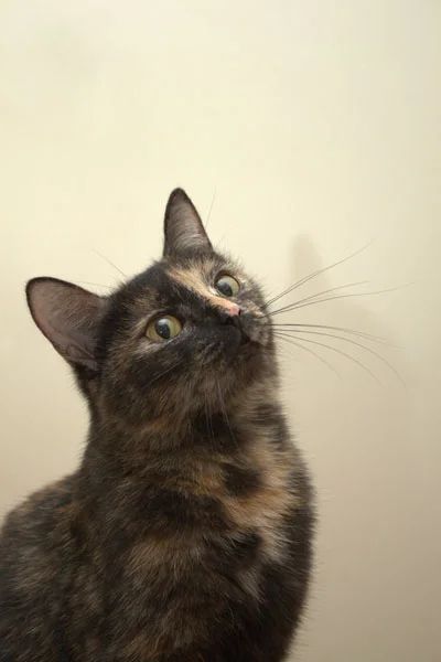 Лот: 3653589. Фото: 1. Кошка черепахового окраса!. Кошки, котята