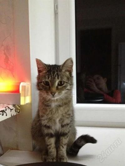 Лот: 2802066. Фото: 1. Рыська) отдается). Кошки, котята
