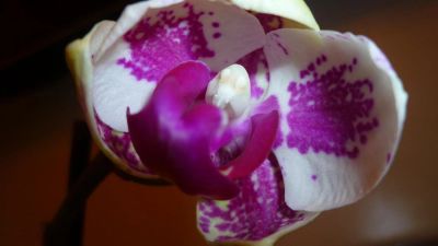 Лот: 5263113. Фото: 1. Орхидея фаленопсис F19(отцвела... Горшечные растения и комнатные цветы