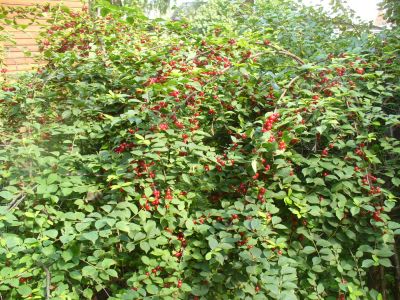 Лот: 7971507. Фото: 1. Вишня, не на ножке, вкусная, сладкая... Ягоды, орехи