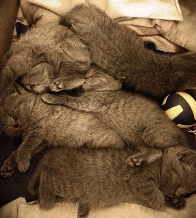 Лот: 3395533. Фото: 1. Британские котята. Кошки, котята