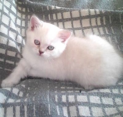 Лот: 6409826. Фото: 1. Шотландская кошечка. Кошки, котята