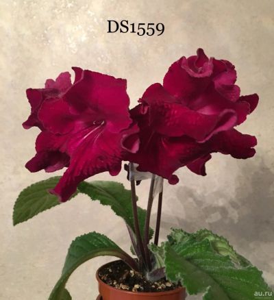 Лот: 13630616. Фото: 1. Стрептокарпус DS-1559. Горшечные растения и комнатные цветы