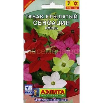 Лот: 7458158. Фото: 1. Рассада табака душистого "Сенсация... Садовые цветы