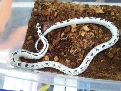 Лот: 3787775. Фото: 1. Королевская калифорнийская (Lampropeltis... Остальные животные