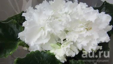 Лот: 13239412. Фото: 1. Фиалка АВ-Белый медведь лист. Горшечные растения и комнатные цветы