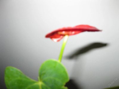 Лот: 100443. Фото: 1. антуриум красный. Горшечные растения и комнатные цветы