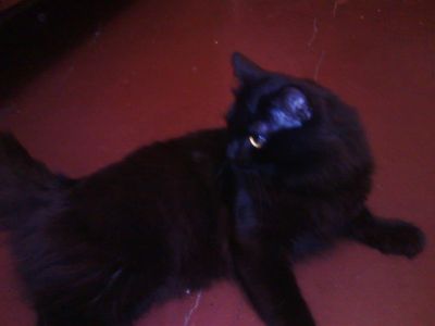 Лот: 5397856. Фото: 1. отдаем кота. Кошки, котята