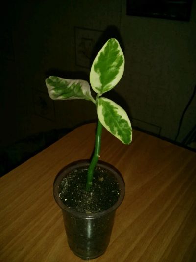 Лот: 5530627. Фото: 1. Педилантус 35 руб.!. Горшечные растения и комнатные цветы