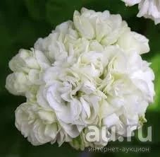 Лот: 11204414. Фото: 1. Пеларгония махровая Kronprinsesse... Горшечные растения и комнатные цветы