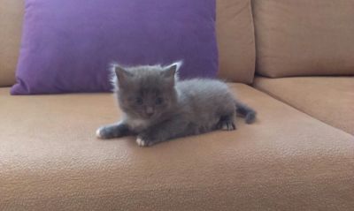 Лот: 7786785. Фото: 1. Котенок, Кошечка. Кошки, котята
