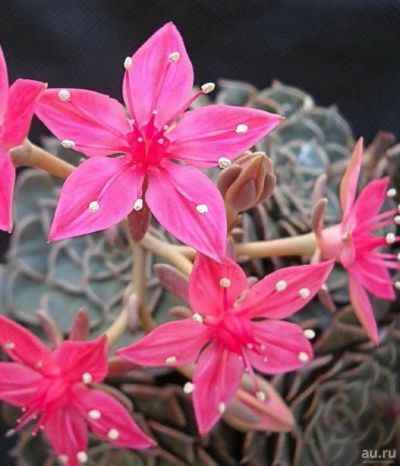 Лот: 14154529. Фото: 1. Graptopetalum bellum (Tacitus... Горшечные растения и комнатные цветы