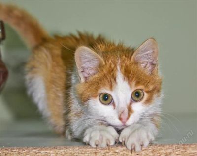 Лот: 2185133. Фото: 1. Рыженький котенок!. Кошки, котята