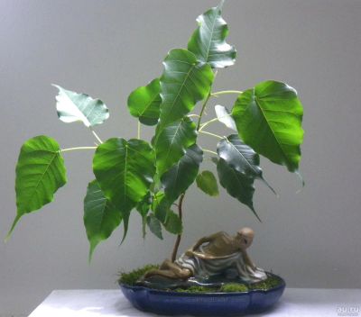 Лот: 17664568. Фото: 1. Ficus Religiosa (священный). Горшечные растения и комнатные цветы