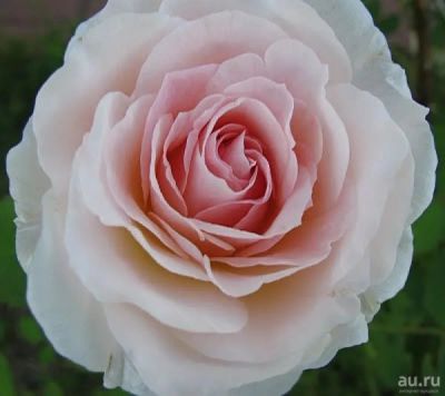 Лот: 9913824. Фото: 1. Розы розово-кремовые крупные нежные. Свежие цветы