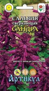Лот: 11025456. Фото: 1. Сальвия Сандра 10шт. Садовые цветы