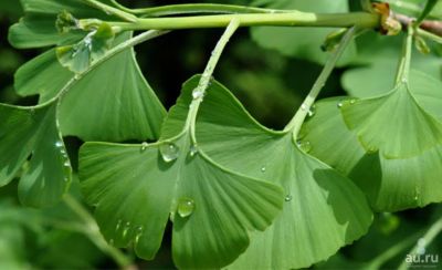 Лот: 16341772. Фото: 1. Гинкго билоба (лат. Ginkgo biloba... Народная медицина