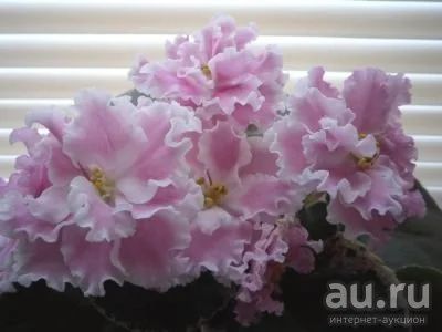 Лот: 7736060. Фото: 1. Сенполия Розовая Акварель ( крупная... Горшечные растения и комнатные цветы