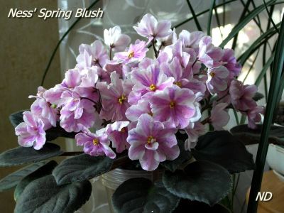 Лот: 3825208. Фото: 1. детка химеры Ness'Spring Blush. Горшечные растения и комнатные цветы