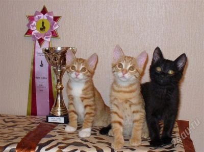 Лот: 552991. Фото: 1. Котята курильского бобтейла. Остальные животные
