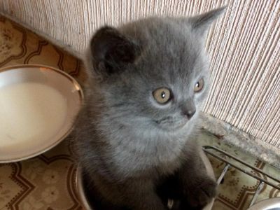 Лот: 9039401. Фото: 1. Британские котята. Кошки, котята