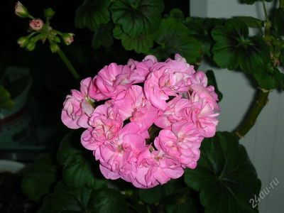 Лот: 2738478. Фото: 1. Сортовая зональная пеларгония... Горшечные растения и комнатные цветы