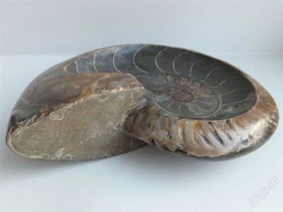 Лот: 2383240. Фото: 1. Пепельница из аммонита. 16см. Другое (сувениры, подарки)