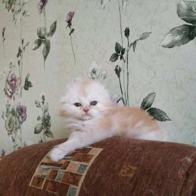 Лот: 12197834. Фото: 1. Хайленд фолд котик. Кошки, котята