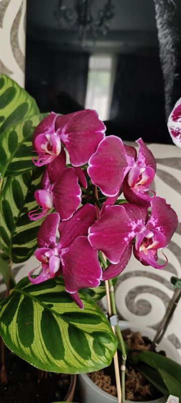 Лот: 18378567. Фото: 1. Орхидея фаленопсис сорт OX Red... Горшечные растения и комнатные цветы