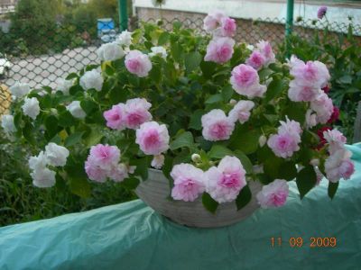 Лот: 3403673. Фото: 1. Бальзамин Apple Blossom". Горшечные растения и комнатные цветы