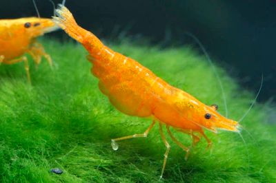 Лот: 11028474. Фото: 1. Креветки оранжевые (Neocaridina... Моллюски, ракообразные, кораллы