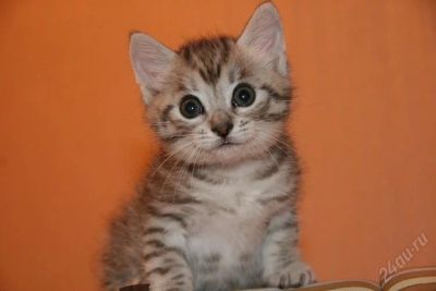Лот: 2806836. Фото: 1. Котята курильского бобтейла с... Кошки, котята