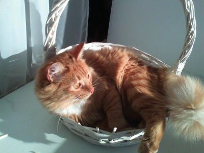 Лот: 6355577. Фото: 1. Ищу передержку коту на 9 суток... Кошки, котята