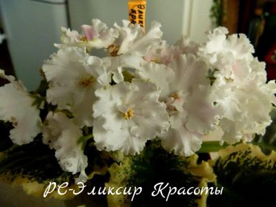 Лот: 5208300. Фото: 1. Фиалка сортовая РС-Эликсир Красоты... Горшечные растения и комнатные цветы
