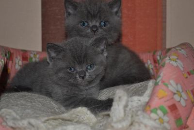 Лот: 3532966. Фото: 1. Плюшевые очарования. Кошки, котята