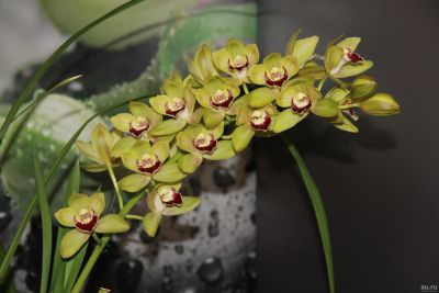 Лот: 12733980. Фото: 1. Орхидея цимбидиум лимонно-желтый. Горшечные растения и комнатные цветы