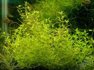 Лот: 1151583. Фото: 1. Набор аквариумных растений (Эйхорния... Водные растения