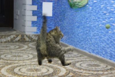 Лот: 5945747. Фото: 1. Кот Валериан. Кошки, котята