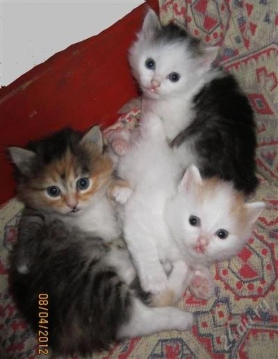 Лот: 1448750. Фото: 1. Итак, вы решились! У вас будет... Кошки, котята