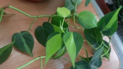 Лот: 13967708. Фото: 1. филодендрон scandens mediopicta. Горшечные растения и комнатные цветы