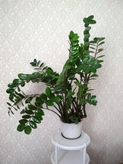 Лот: 11365791. Фото: 1. Замиакулькас, взрослый куст, высота... Горшечные растения и комнатные цветы