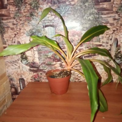 Лот: 18901375. Фото: 1. Хлорофитум оранжевый (Chlorophytum... Горшечные растения и комнатные цветы