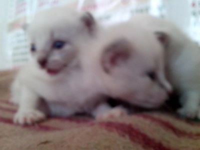 Лот: 3910857. Фото: 1. коты одномесячные. Кошки, котята