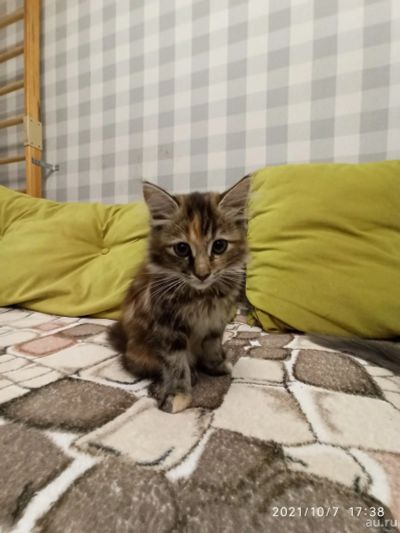 Лот: 18175049. Фото: 1. Две озорные кошечки. Кошки, котята