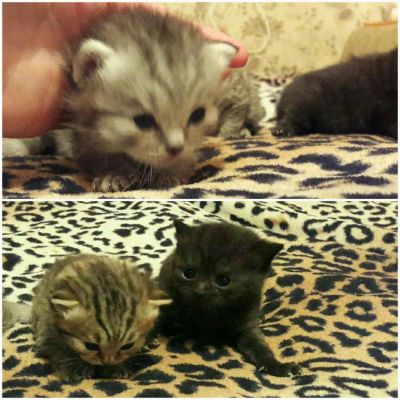Лот: 8481791. Фото: 1. Шотландские котята. Кошки, котята