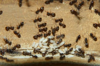 Лот: 8590022. Фото: 1. муравьи lasius niger в формикарии. Остальные животные
