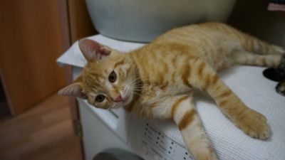 Лот: 12579940. Фото: 1. Продам котят. Кошки, котята